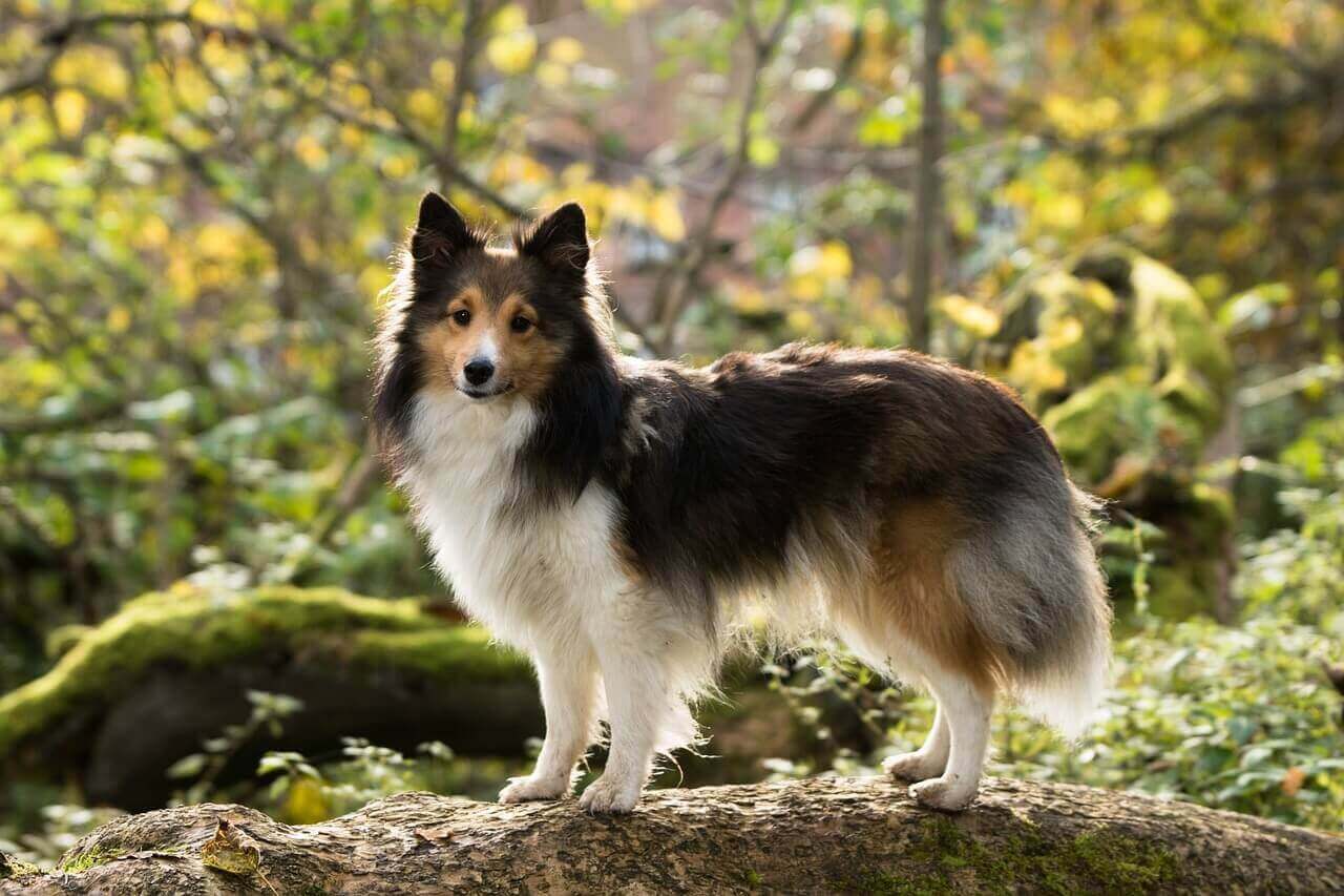 Tipy na výlet se psem v Ústeckém kraji - vsepropejska.cz